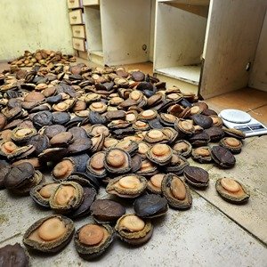 Abalone