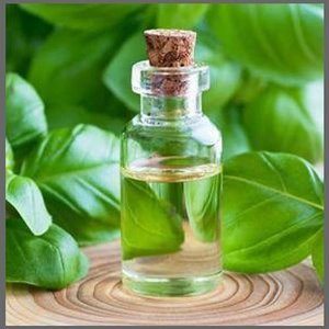 Basil essential oil