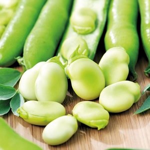 Broad Bean