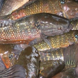 Chame Fish