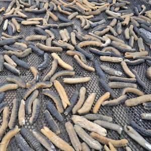 DRIED SEA CUCUMBER