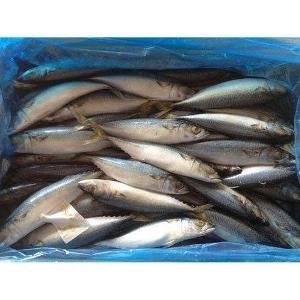 FROZEN MACKEREL FISH READY