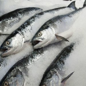 Fresh Salmon Fish