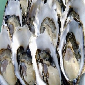 Frozen Oyster