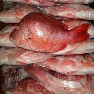 Frozen red sea bream fillet