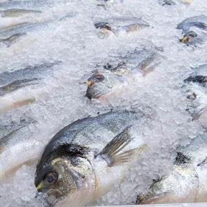 Frozen sea bream