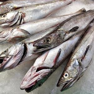 Hake Fish