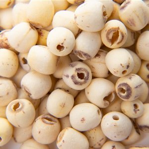 Lobtus Seed