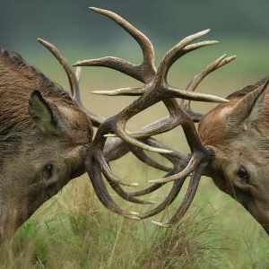 Red deer antlers
