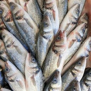 Sea Bass Fish