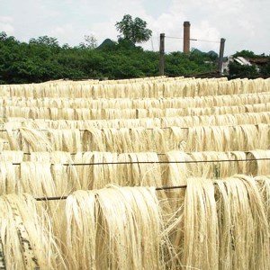 Sisal Fiber