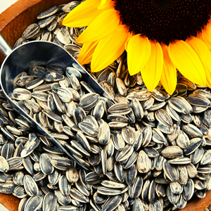 Sunflower seeds