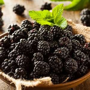 Wild Berries