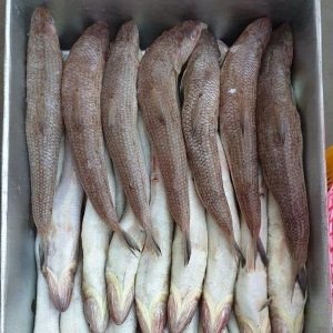 lizard fish