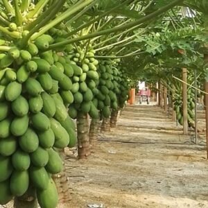 PAPAYA FRUITS